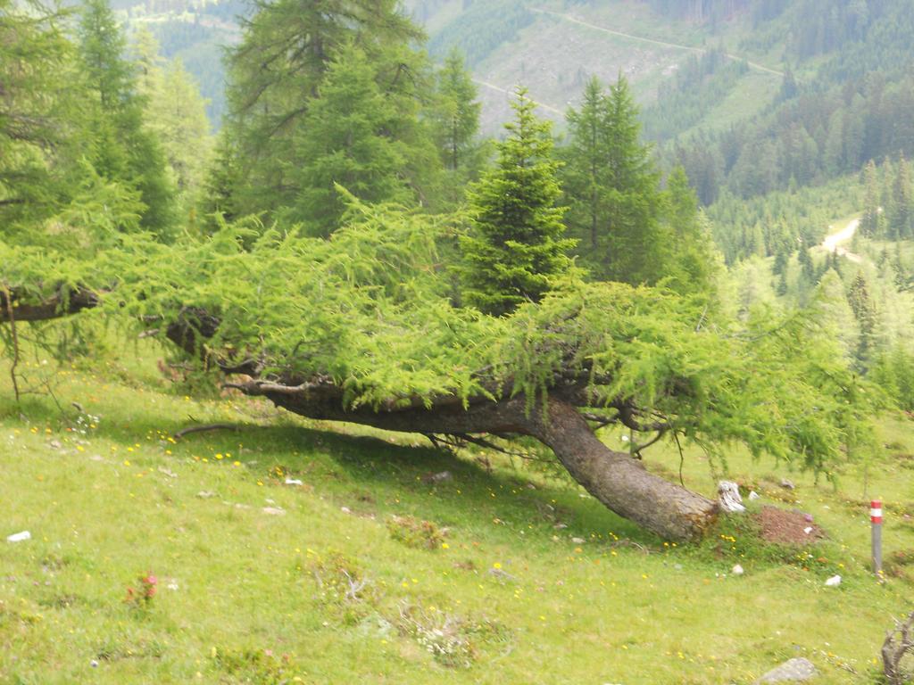 Pension Alte Muehle Гмюнд Экстерьер фото